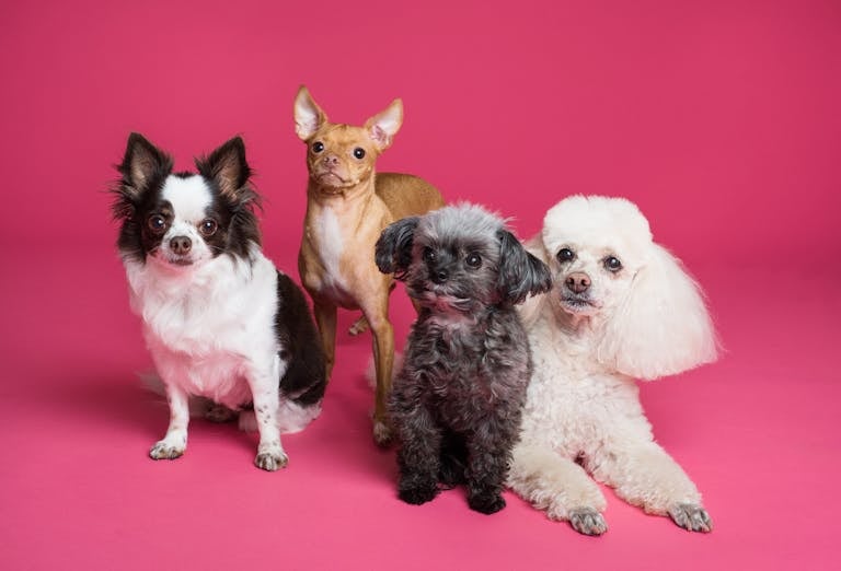 How to Choose the Right Dog: Puppies, Adults, Size, Breed