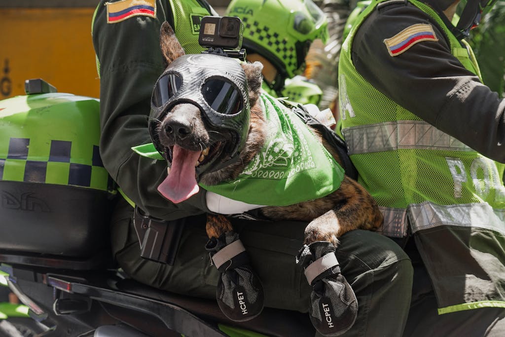 special needs for your dog